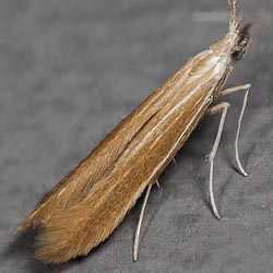 Coleophora ballotella Coleophora ballotella